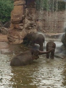 Elephants in water!